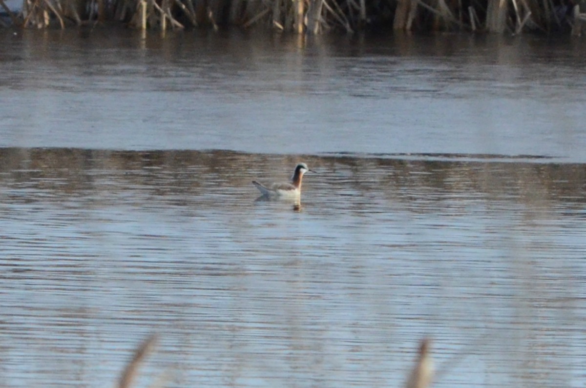 Wilson's Phalarope - ML95917891