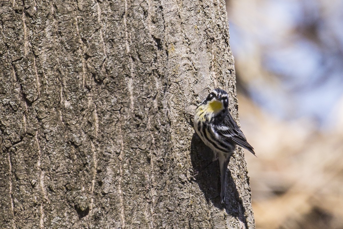 Yellow-rumped x Yellow-throated Warbler (hybrid) - Simon Lane