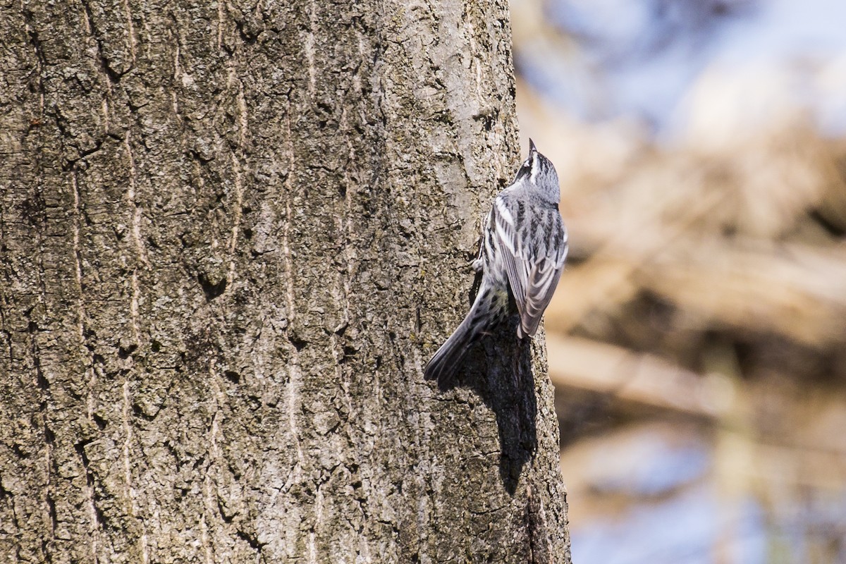 Yellow-rumped x Yellow-throated Warbler (hybrid) - Simon Lane