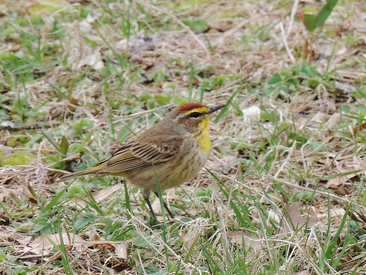 Palm Warbler - ML95921571