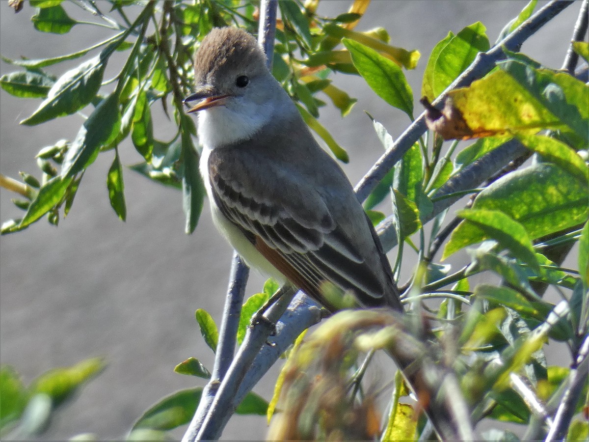 Ash-throated Flycatcher - ML95921791