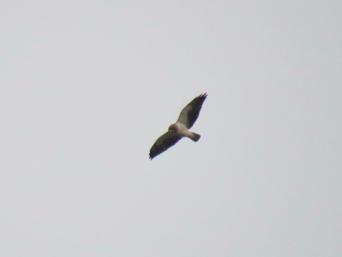 Swainson's Hawk - ML95922661