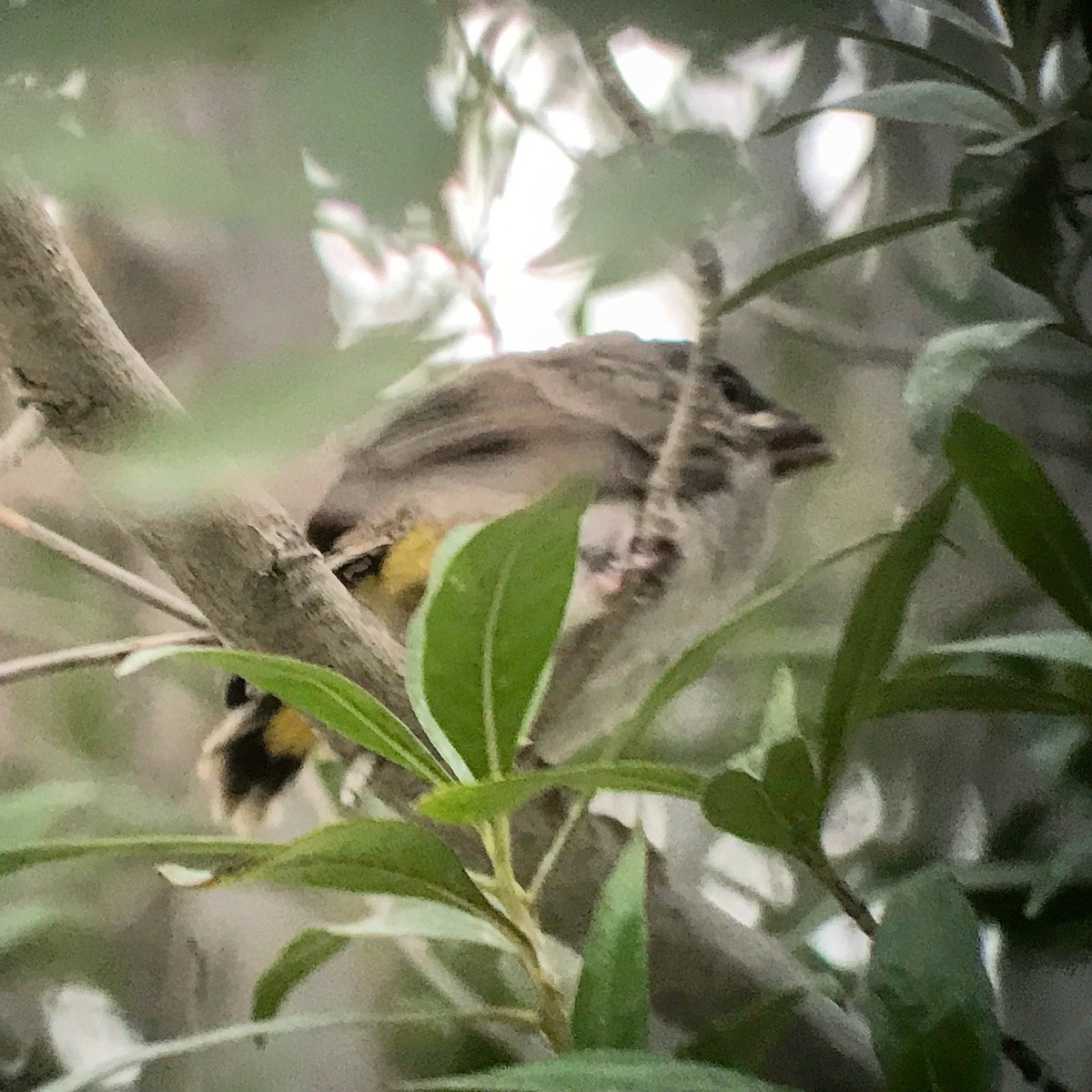 Bulbul à oreillons blancs - ML95923431