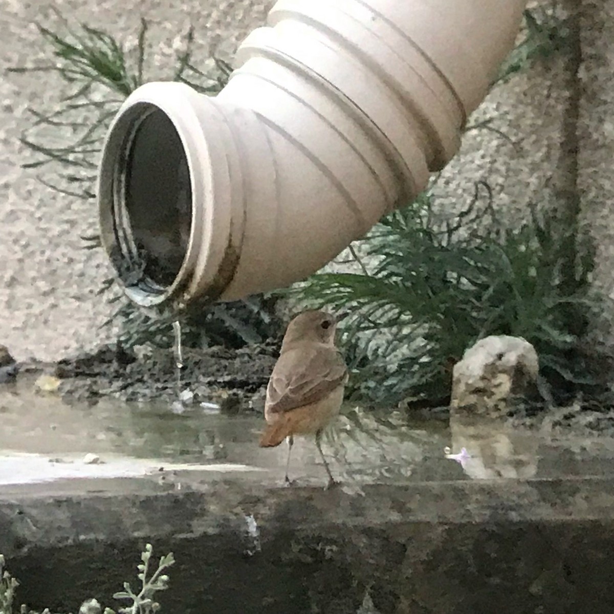 Common Redstart - ML95923831