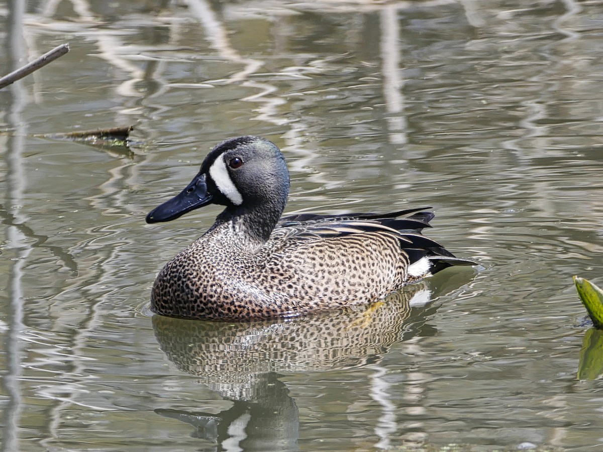 Blue-winged Teal - ML95924081