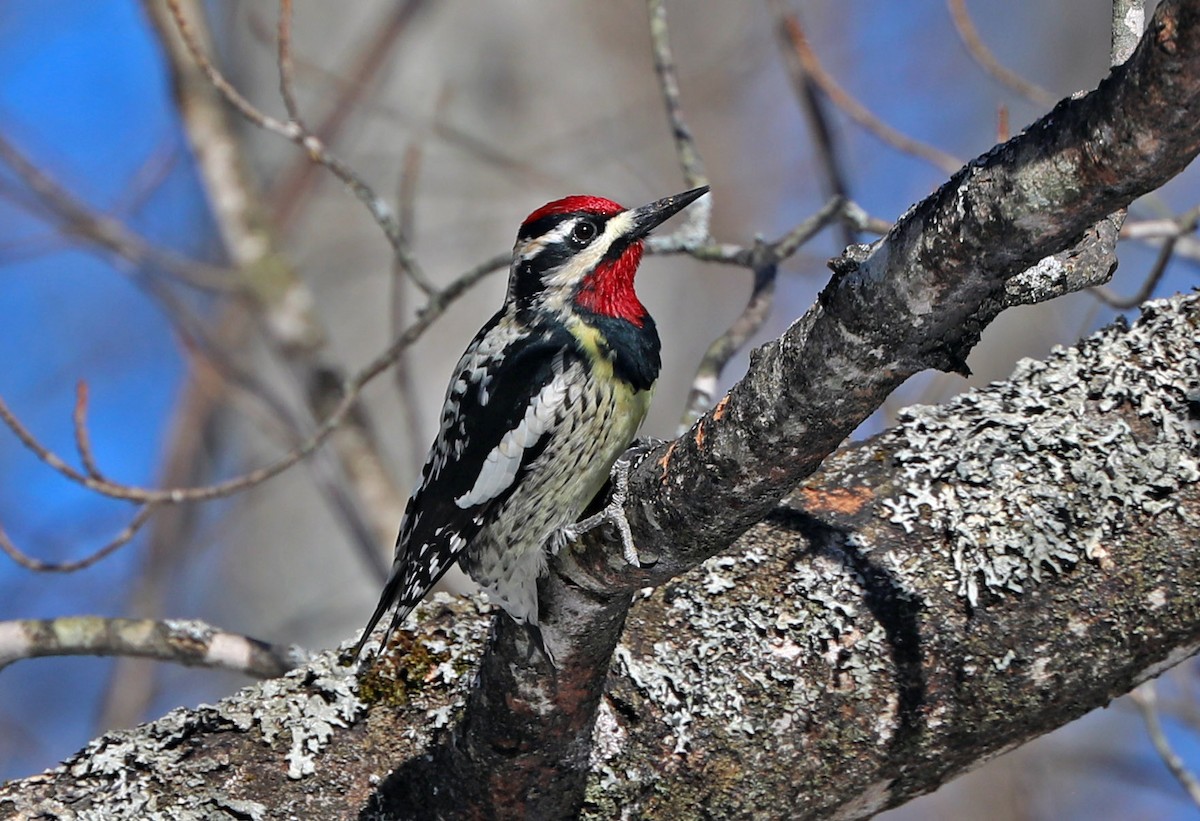 Yellow-bellied Sapsucker - ML95924271