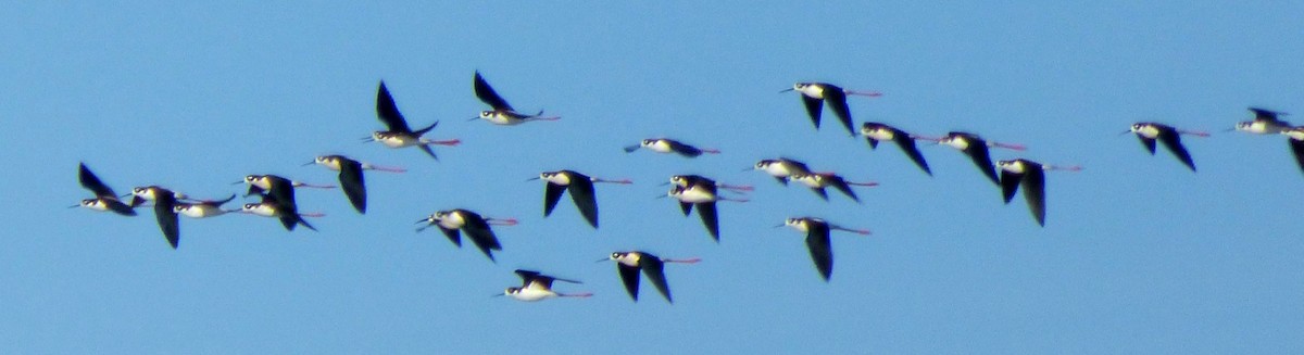 Black-necked Stilt - ML95925861