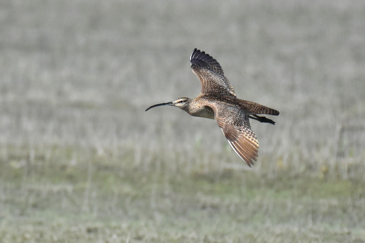 Whimbrel - ML95925871