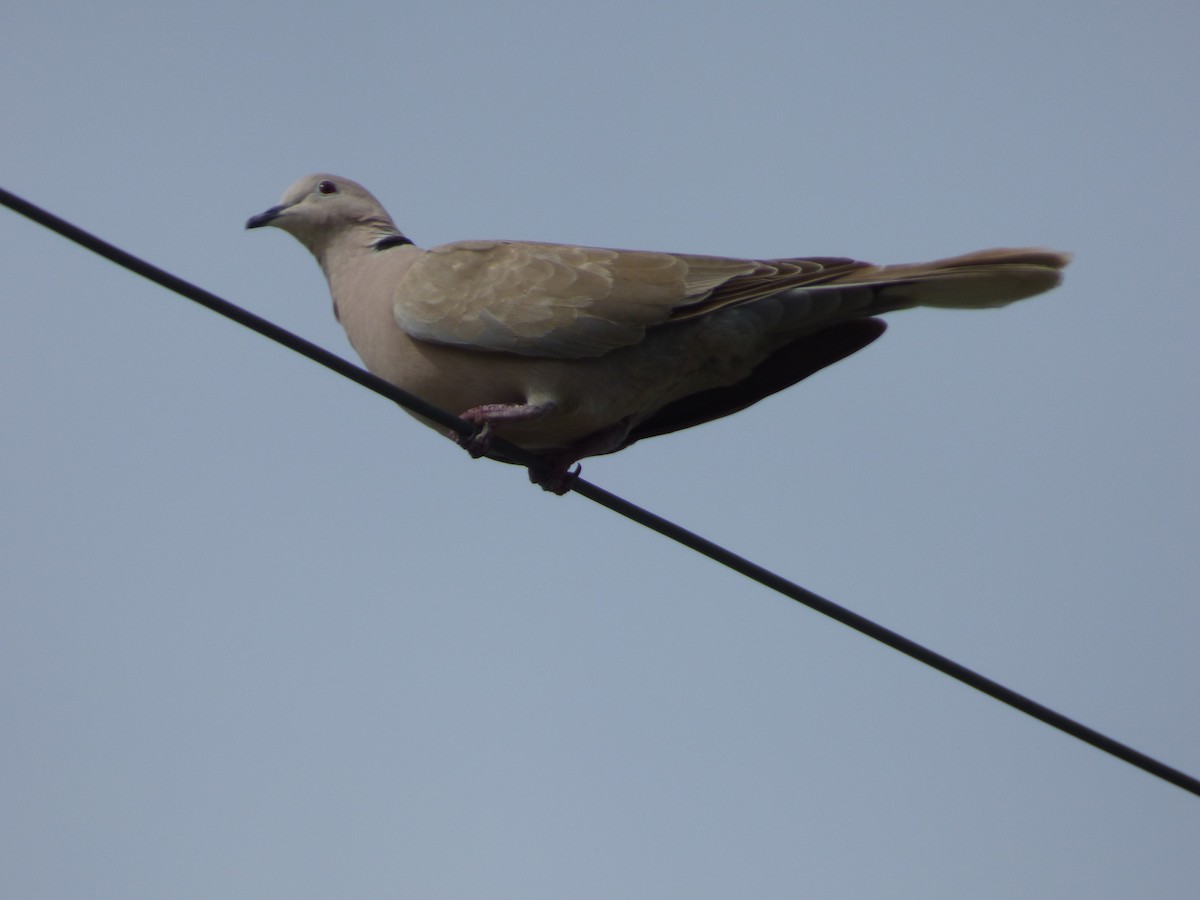 Eurasian Collared-Dove - Tarra Lindo