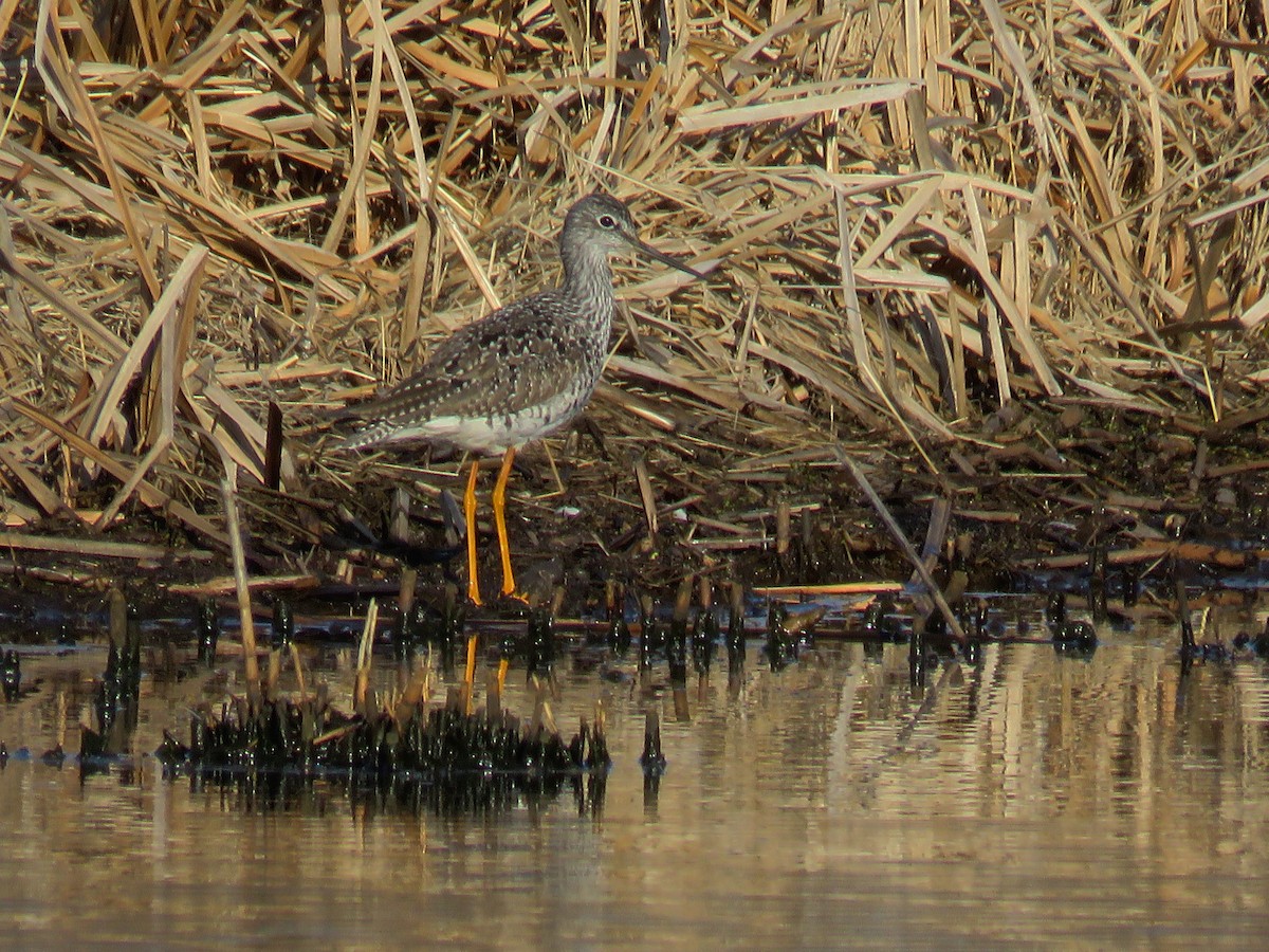 Greater Yellowlegs - ML95928261