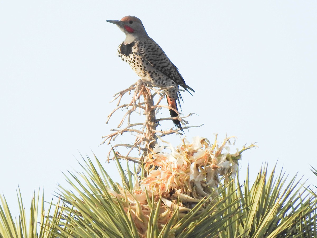 Northern/Gilded Flicker - ML95929781