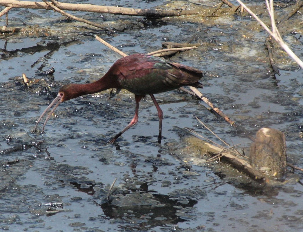 Ibis à face blanche - ML95929921