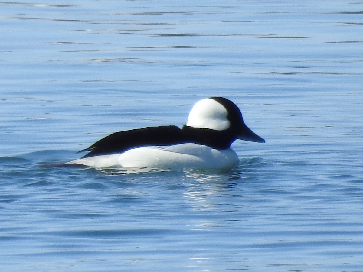 Bufflehead - Euan Aitken