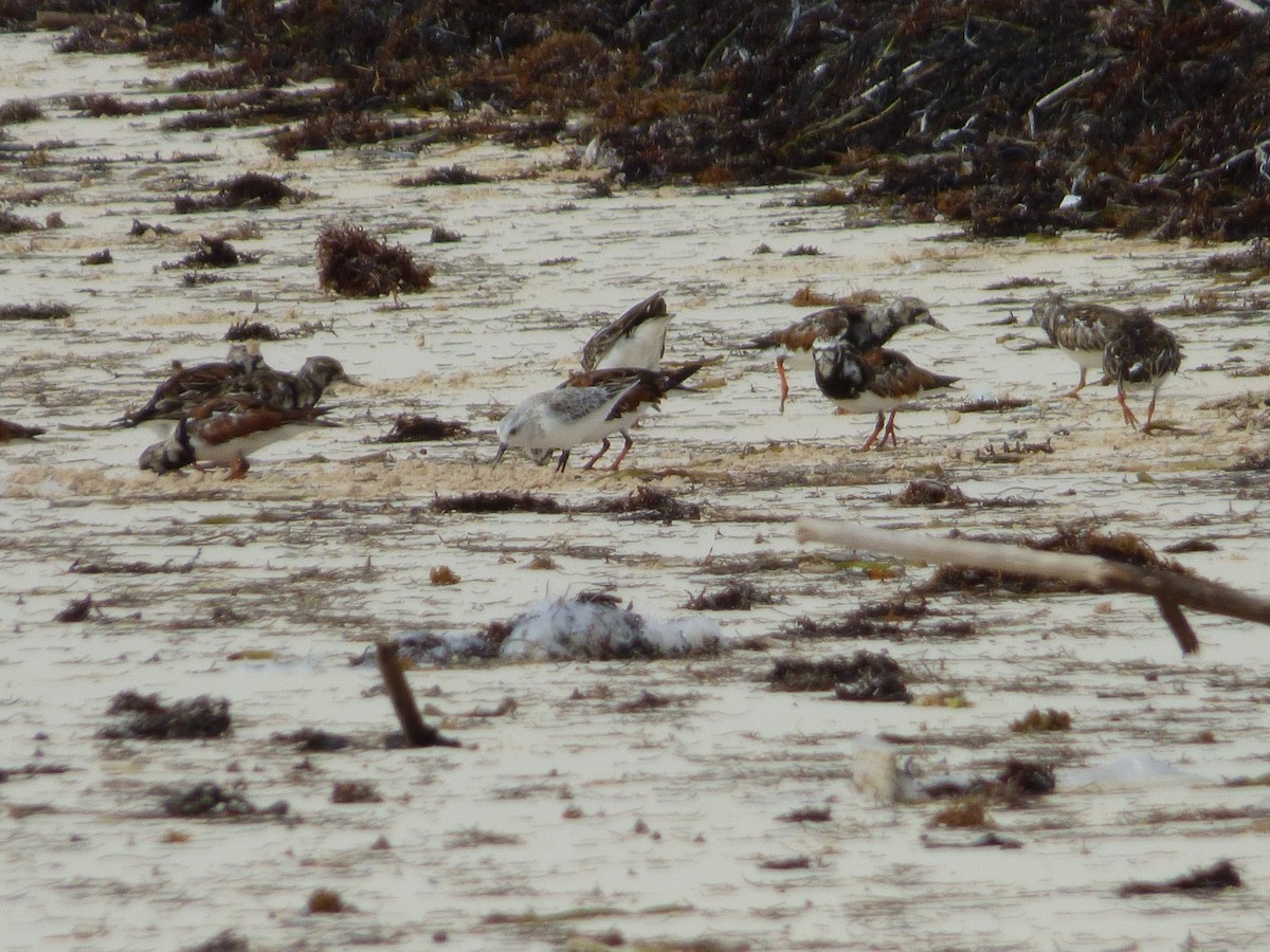 Sanderling - Tarra Lindo