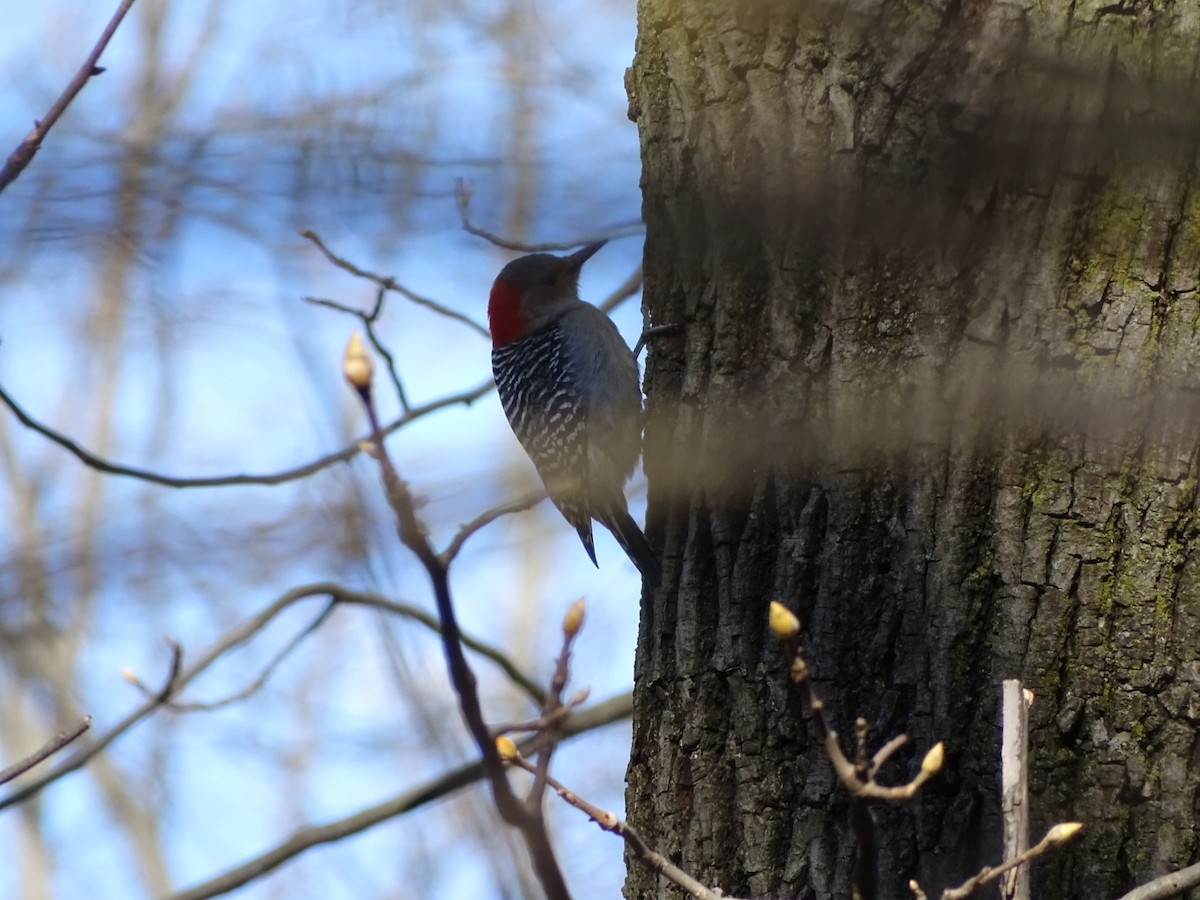 Red-bellied Woodpecker - ML95931841