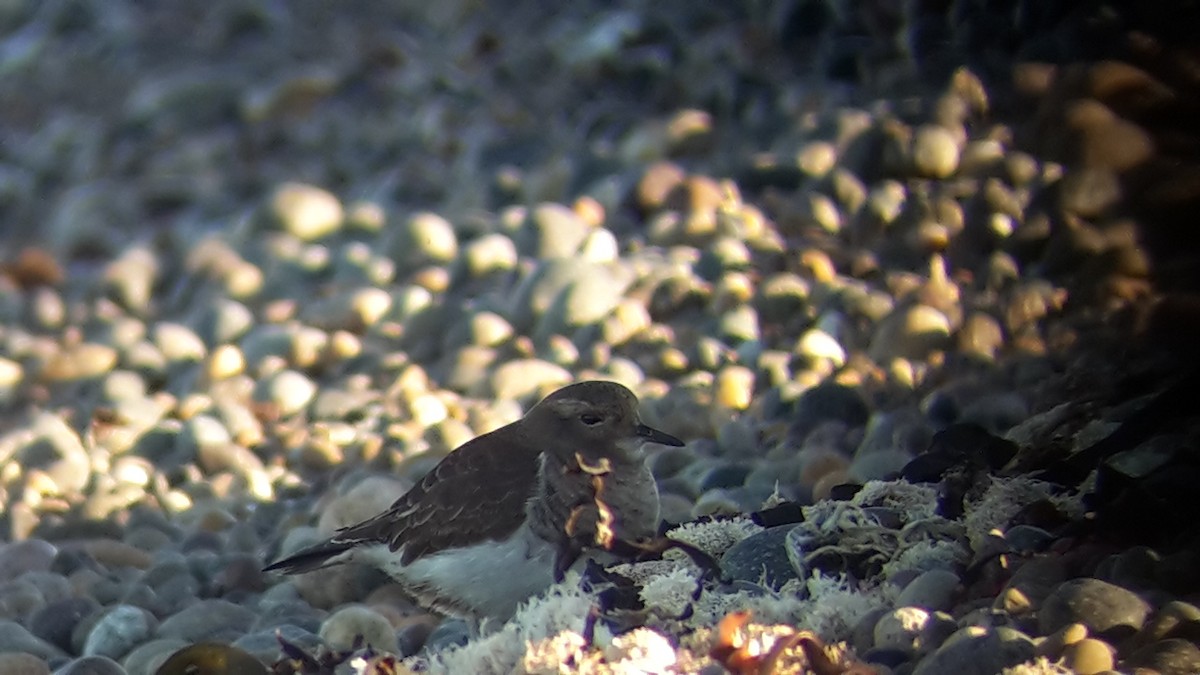 Rufous-chested Dotterel - ML95932071