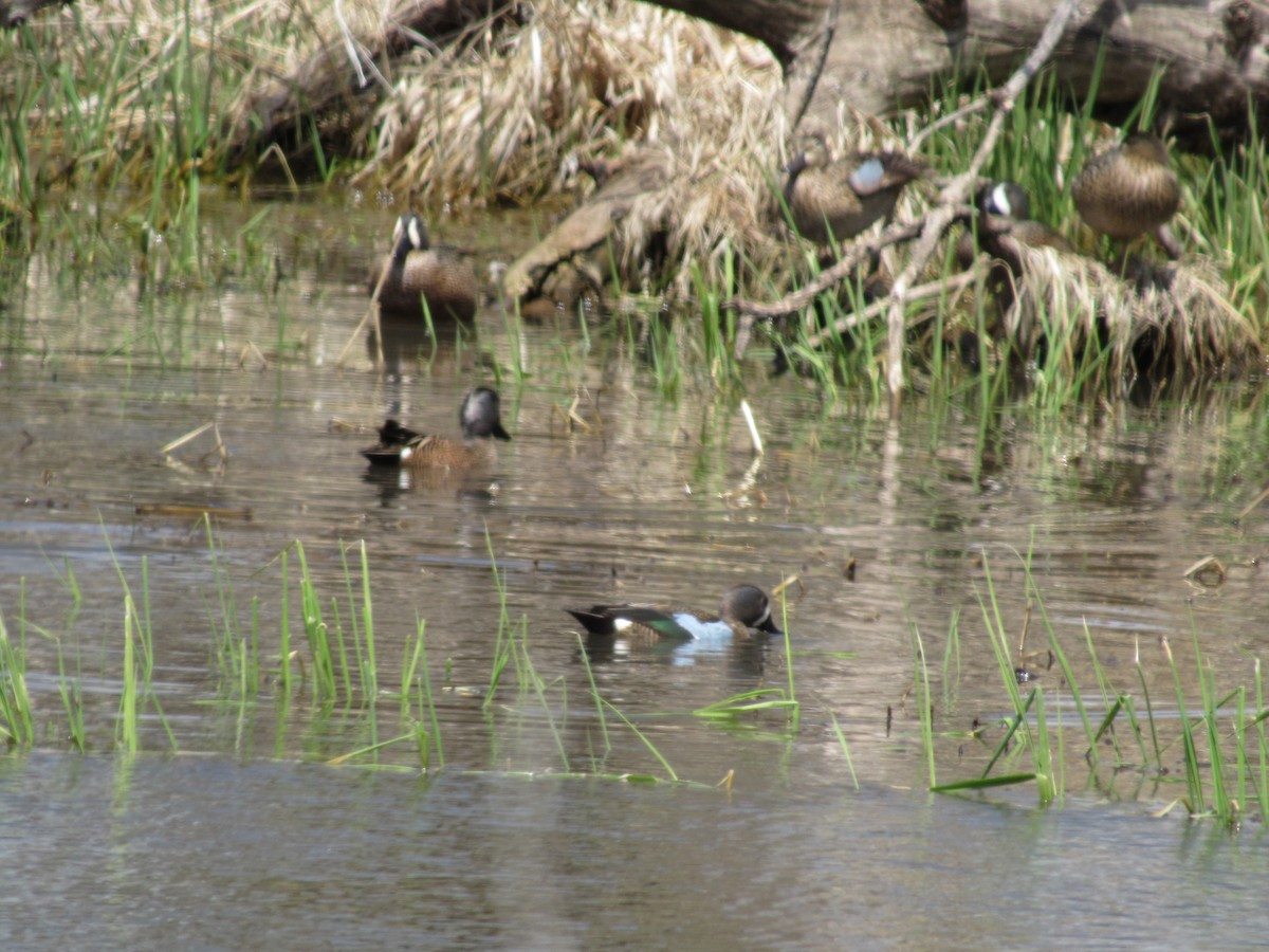 Blue-winged Teal - ML95933111