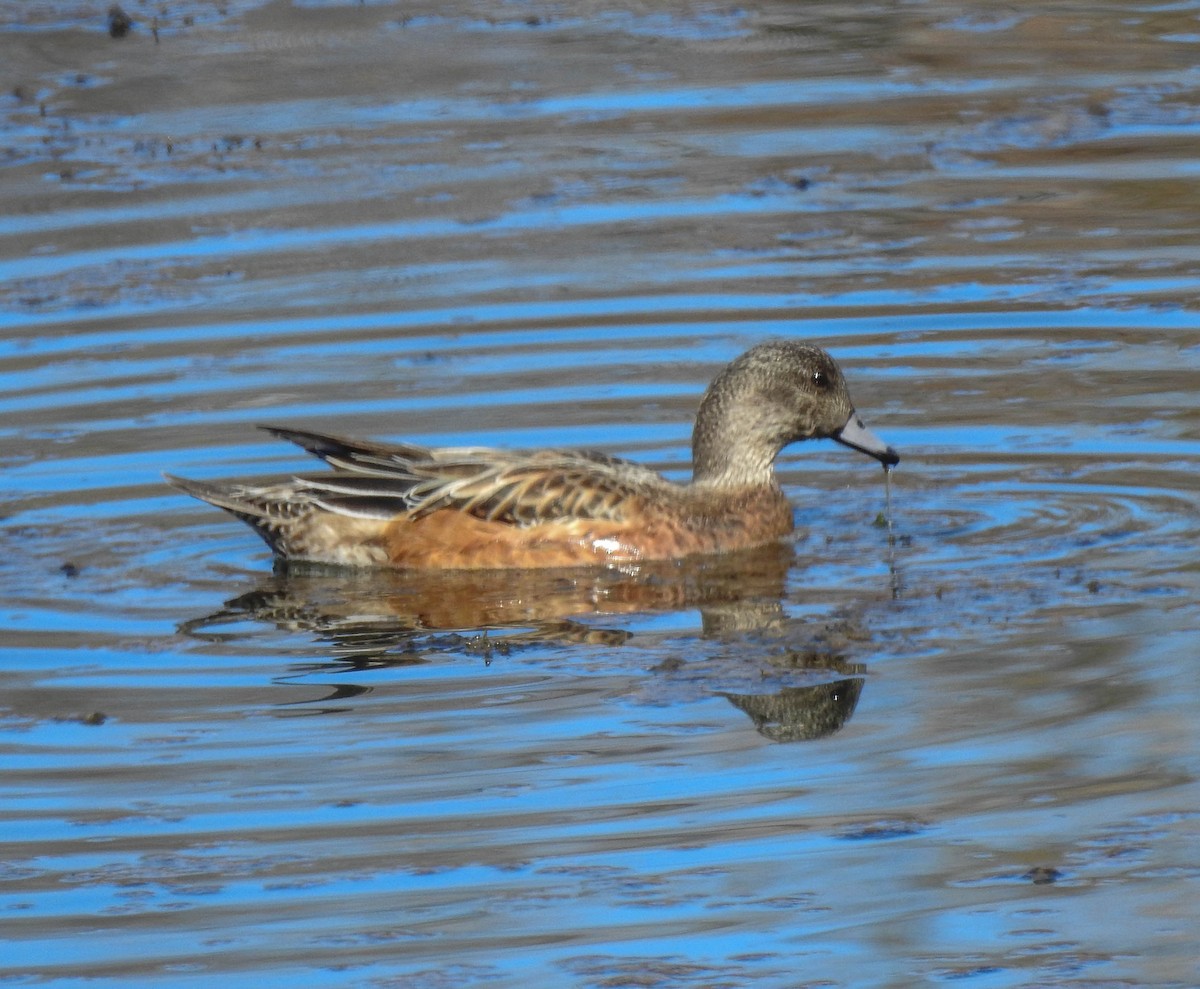 American Wigeon - ML95933401