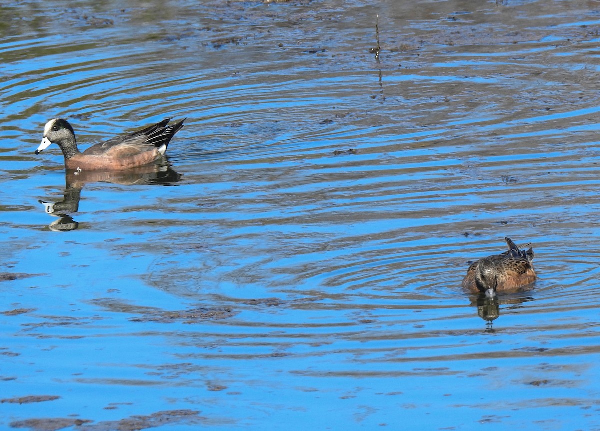 American Wigeon - ML95933441