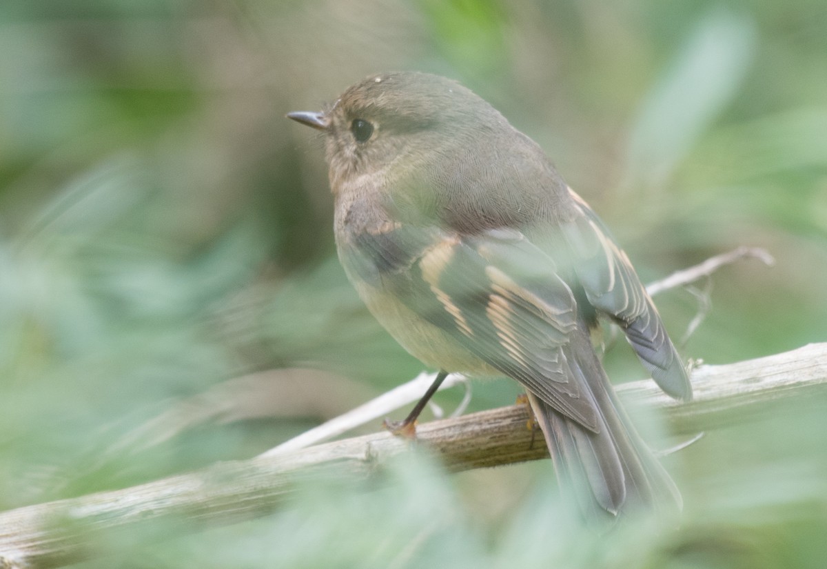 Pink Robin - ML95933481