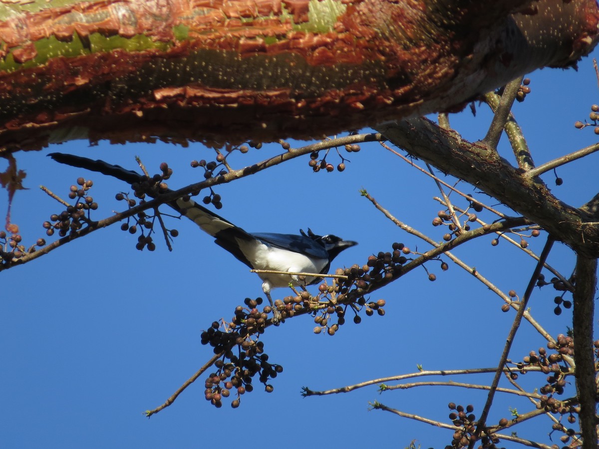 Black-throated Magpie-Jay - ML95936471