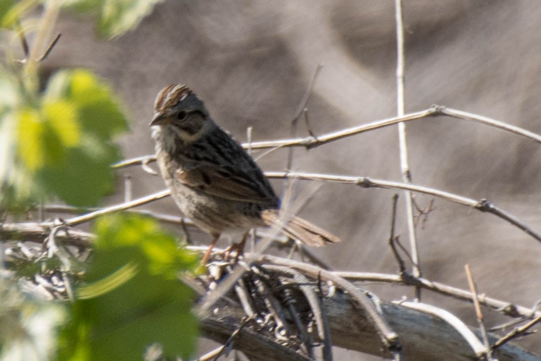 Lincoln's Sparrow - ML95936901