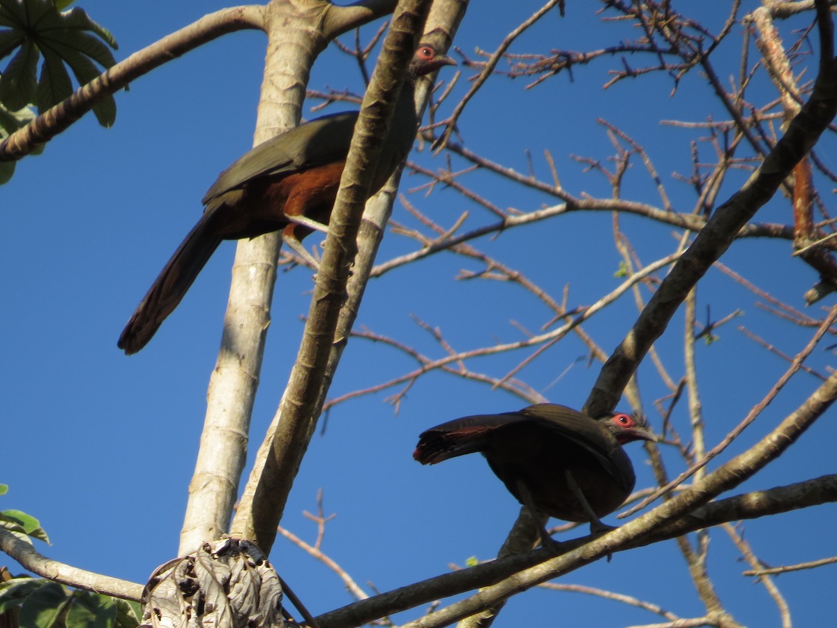Rufous-bellied Chachalaca - ML95936961
