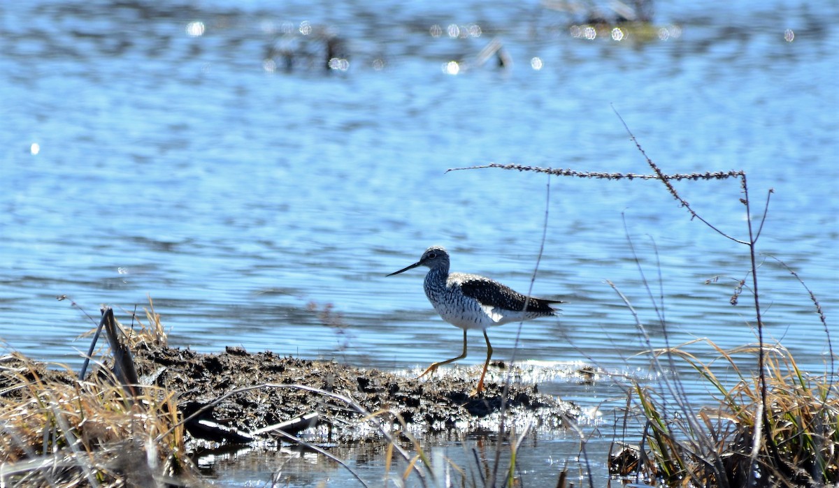 Greater Yellowlegs - ML95937881