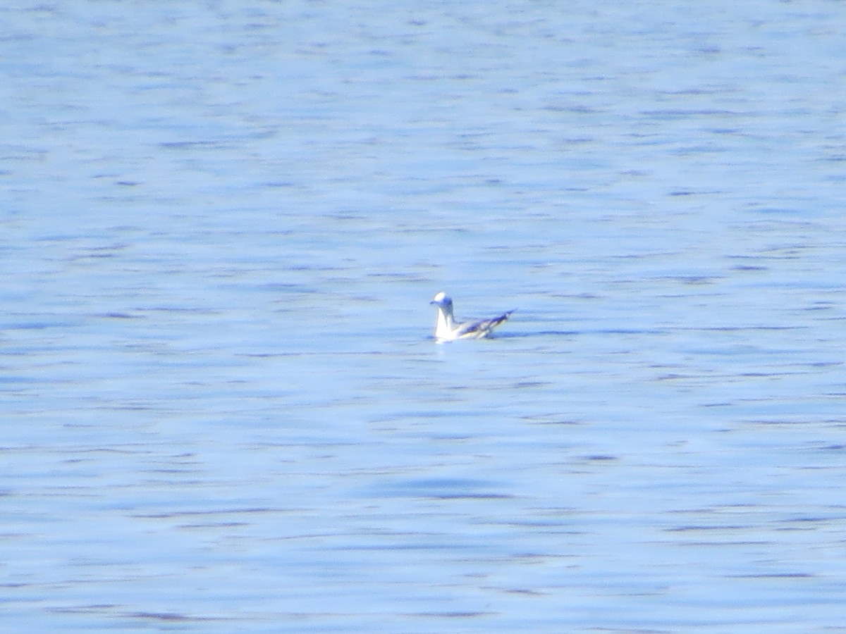 Bonaparte's Gull - ML95938391