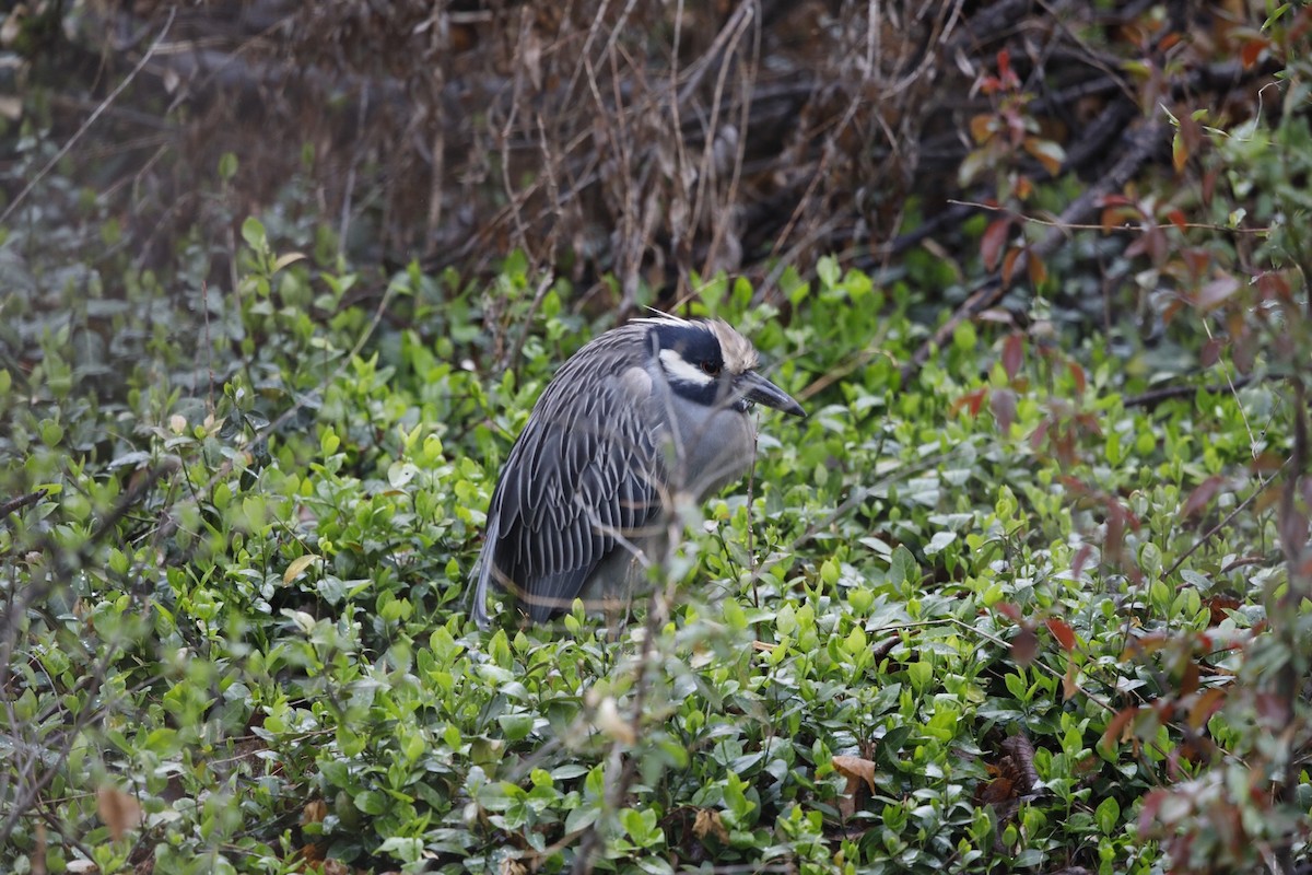 Yellow-crowned Night Heron - ML95938621