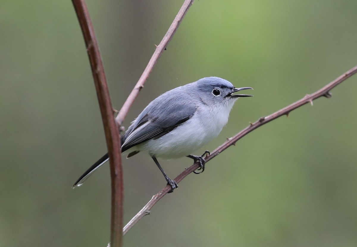 Blue-gray Gnatcatcher - ML95942041