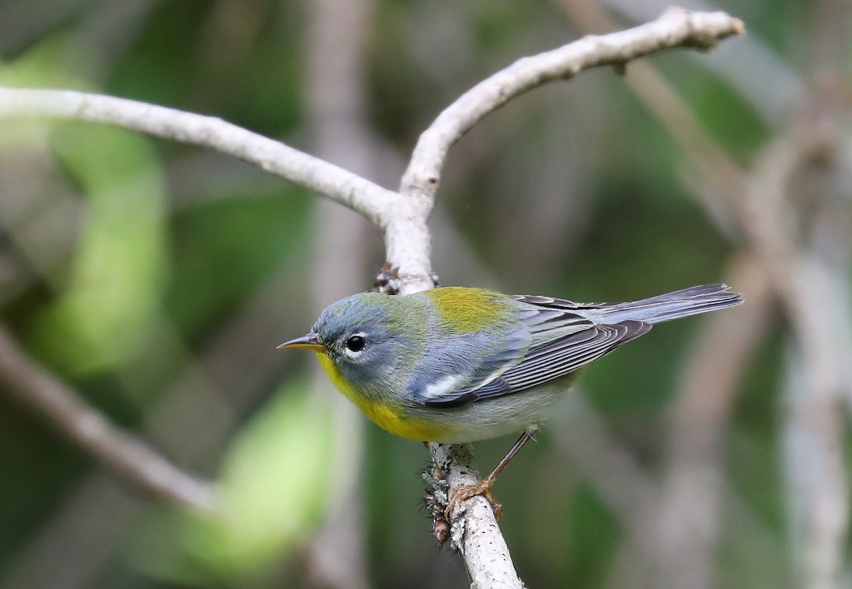 Northern Parula - ML95942341