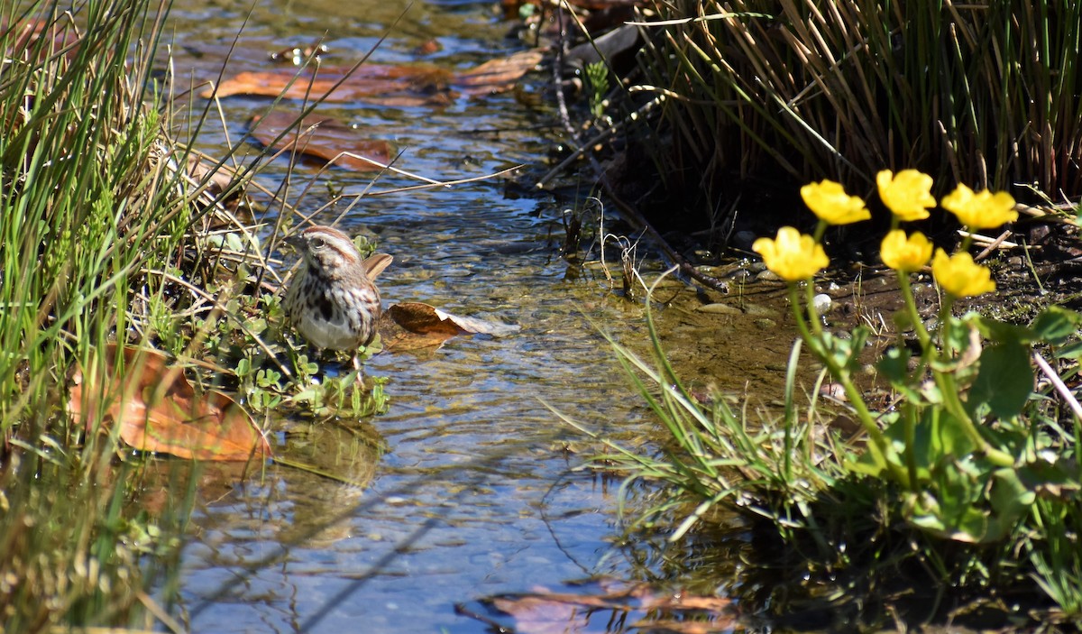 Song Sparrow - ML95942371