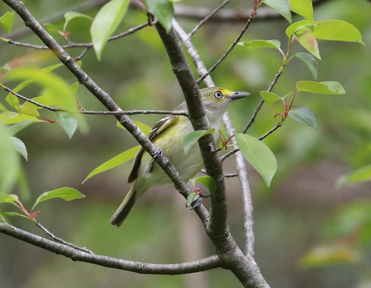 White-eyed Vireo - ML95942551