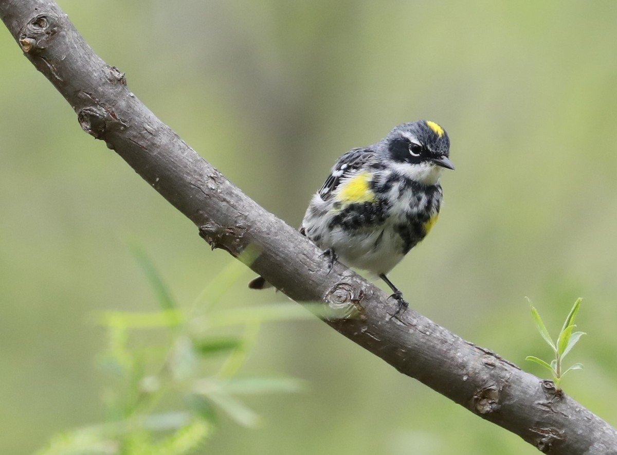 Yellow-rumped Warbler - ML95942861