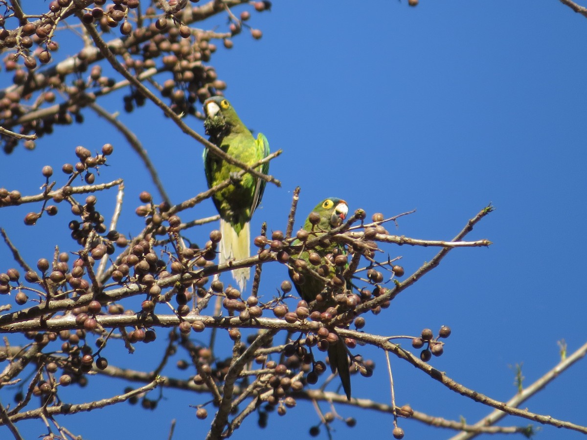 Orange-fronted Parakeet - ML95944981