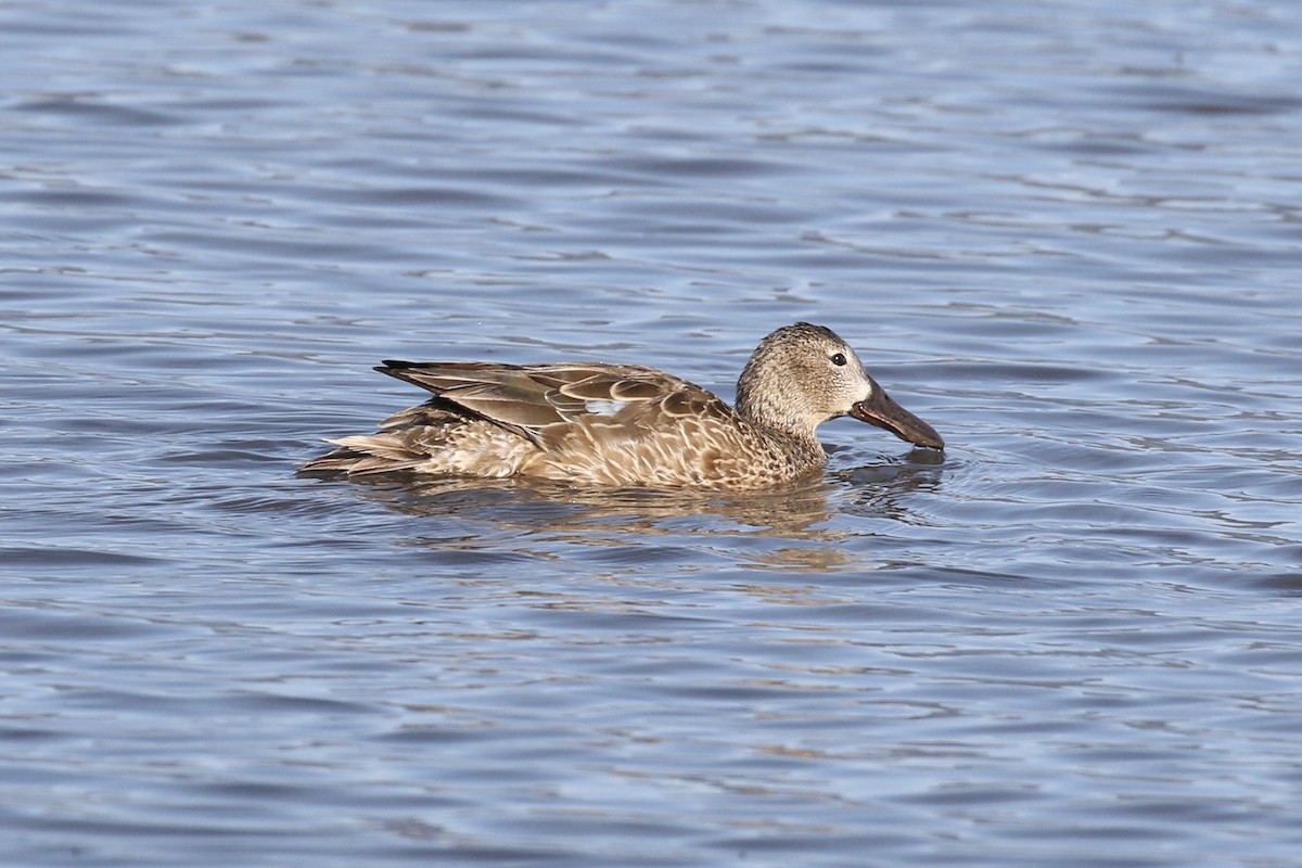 Cinnamon Teal - Russ Morgan