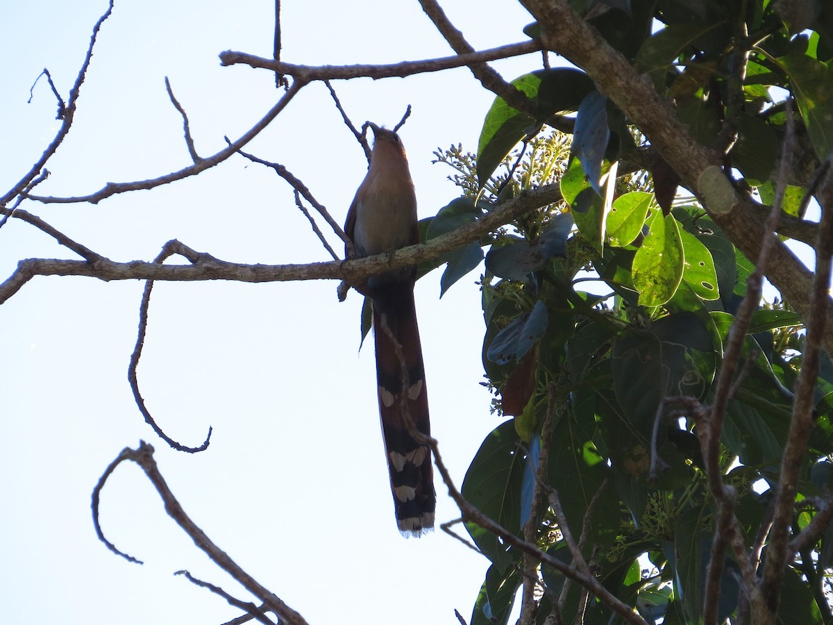 Squirrel Cuckoo - ML95946061