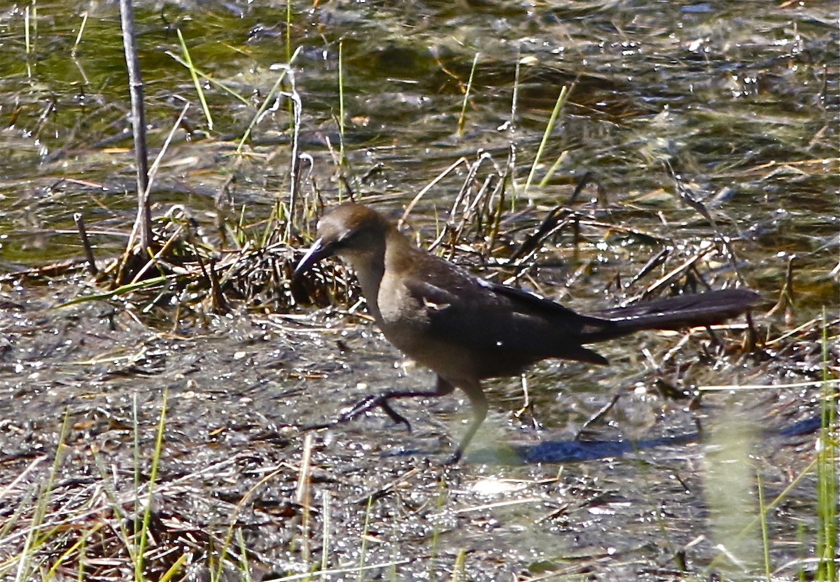 Great-tailed Grackle (Western) - ML95946441