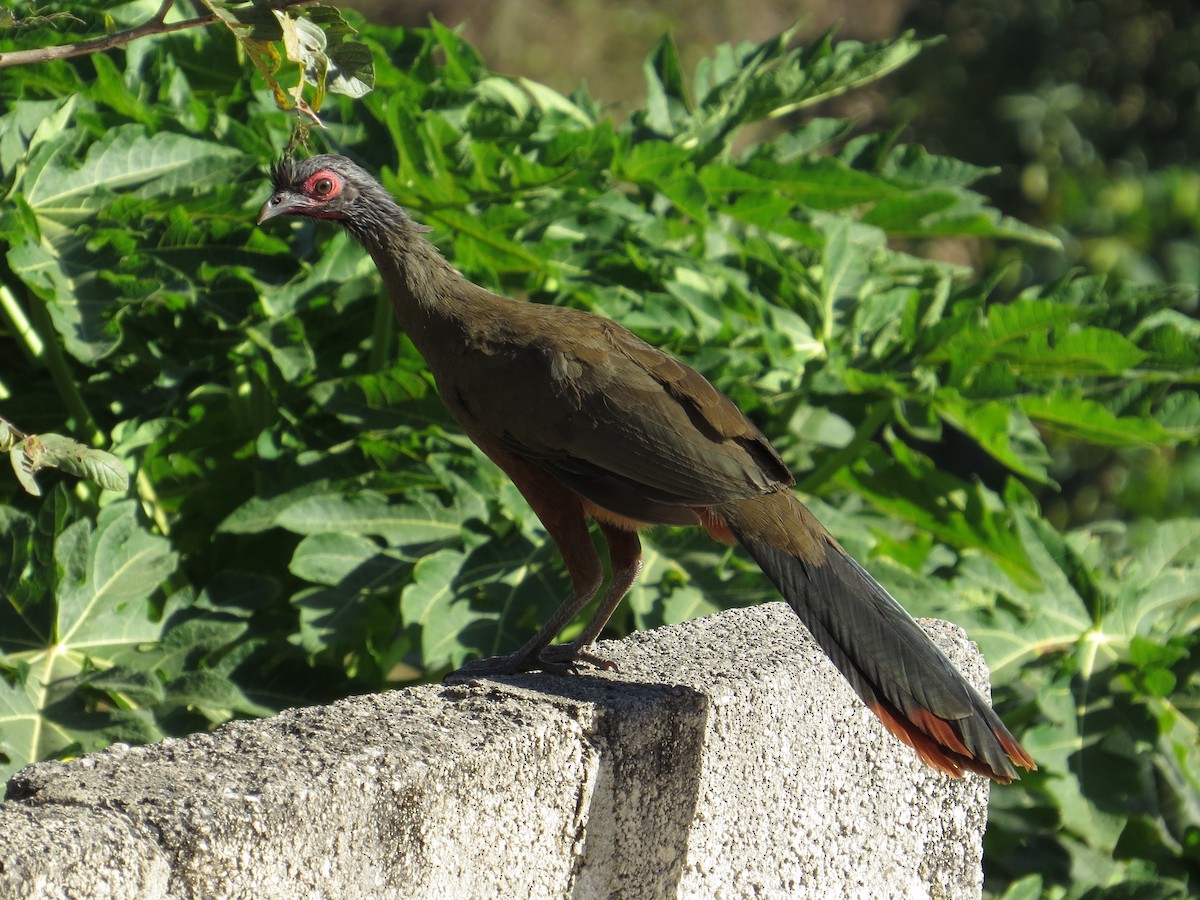 Rufous-bellied Chachalaca - ML95946691