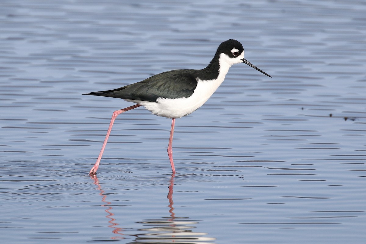 Black-necked Stilt - Russ Morgan