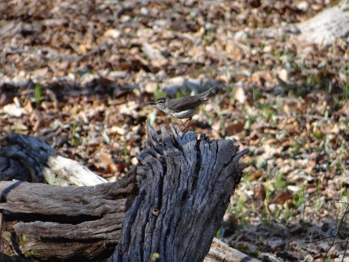 Louisiana Waterthrush - ML95947101