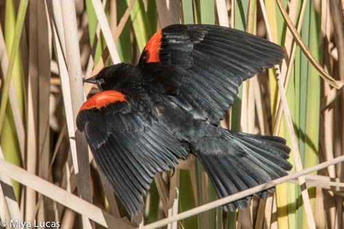Red-winged Blackbird - Miya Lucas