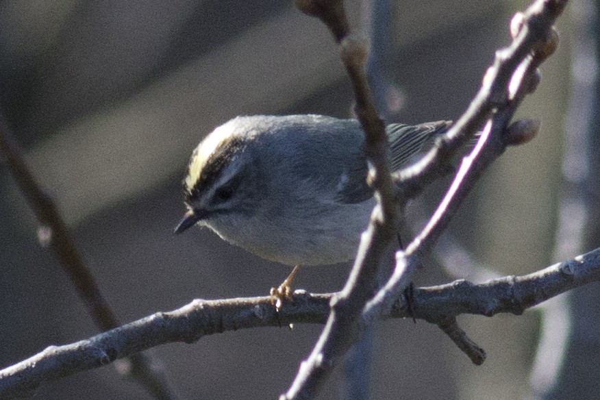 Golden-crowned Kinglet - ML95950751