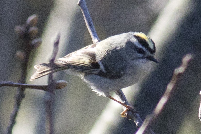 Golden-crowned Kinglet - ML95950761