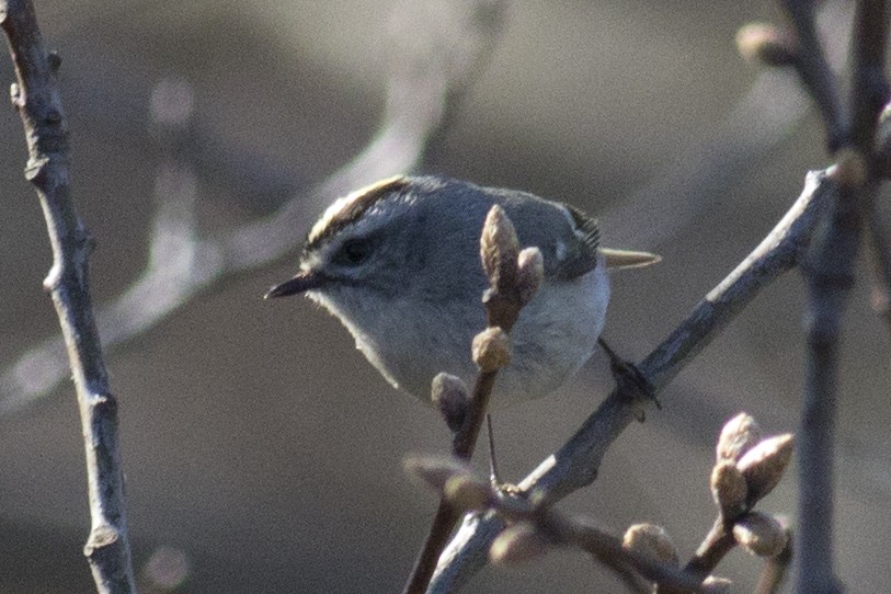 Golden-crowned Kinglet - ML95950811