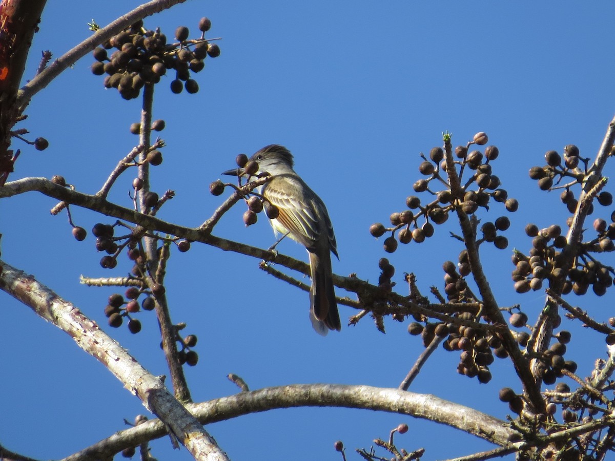 Nutting's Flycatcher - ML95950881