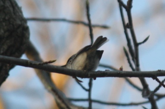 Blue-gray Gnatcatcher - ML95951861