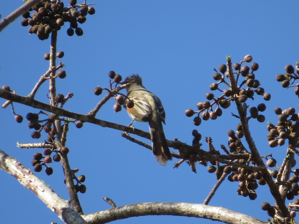 Nutting's Flycatcher - ML95952771