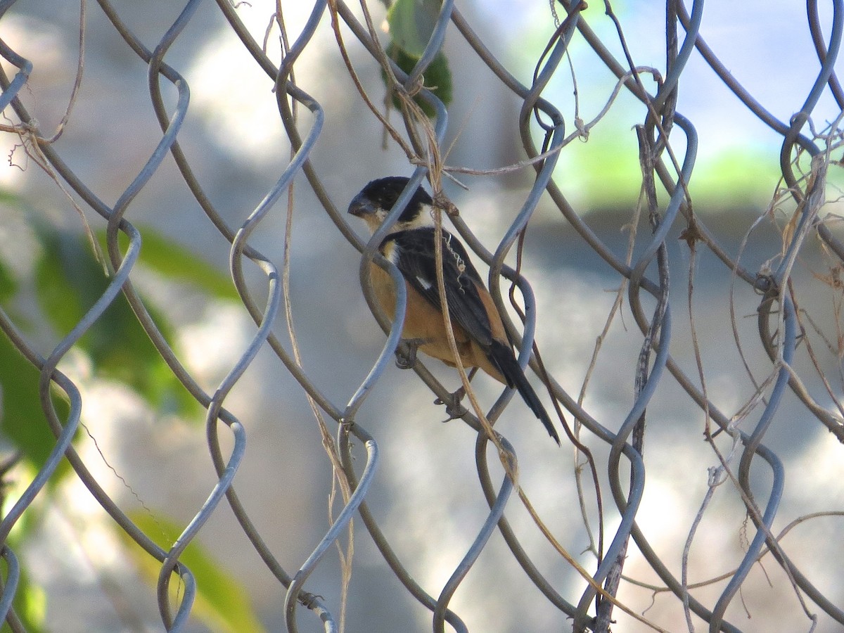 Cinnamon-rumped Seedeater - ML95952941